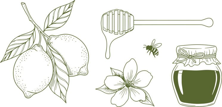 Vintage botanical illustration featuring lemons honey dipper bee blossom and jam jar elements