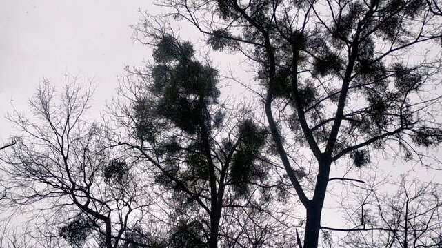 Low angle video of bare trees with mistletoe against a grey sky during light snowfall. Calm winter nature scene. HD 30fps