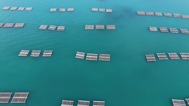Aerial view of oyster farming rafts floating on the calm turquoise waters of the Itoshima Peninsula Itoshima, Fukuoka, Japan.