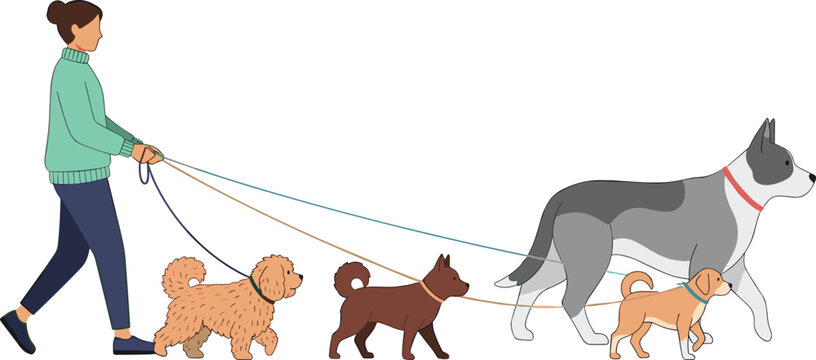 Professional Female Dog Walker Walking a Group of Diverse Dogs Including Poodle and Husky on Leashes Isolated on White Background for Pet Care Services