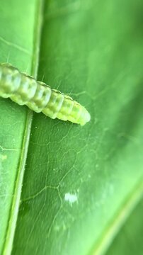 Extreme close up of a small tortricidae caterpillar. The inchworm like larva slowly crawls on a vibrant green leaf in a natural setting