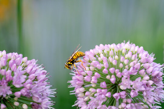 Yellowjacket Wasp Foraging on Purple Ornamental Allium Bloom