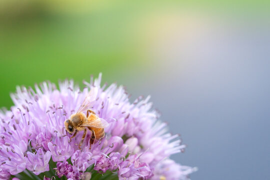 Honey Bee Pollinating Purple Ornamental Allium in Michigan Summer Garden