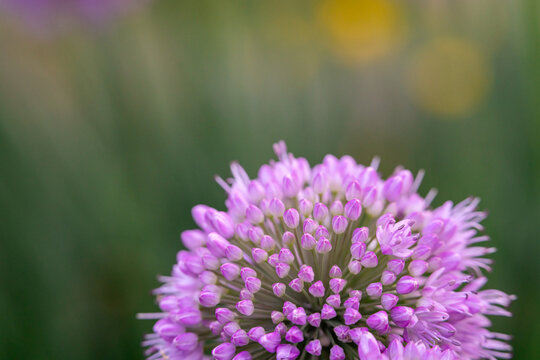 Purple Ornamental Allium Flower Head in Michigan Summer Garden