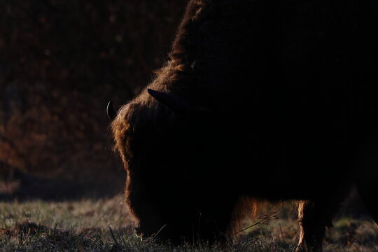 wisent