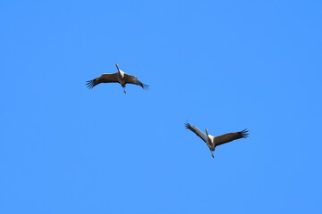 Naklejka premium crane