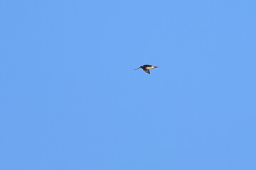 Fototapeta premium common snipe