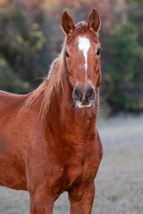 Fototapeta premium Elderly Horse