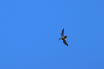 Obraz premium common snipe