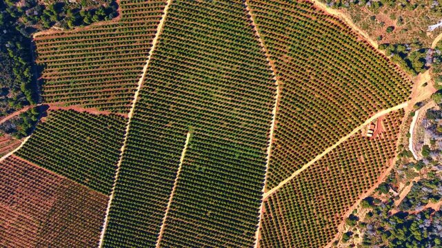 Overhead texture of curved citrus plantation rows on terracotta soil. Orange trees planted in curved geometric patterns on bright red earth creating natural abstract texture.