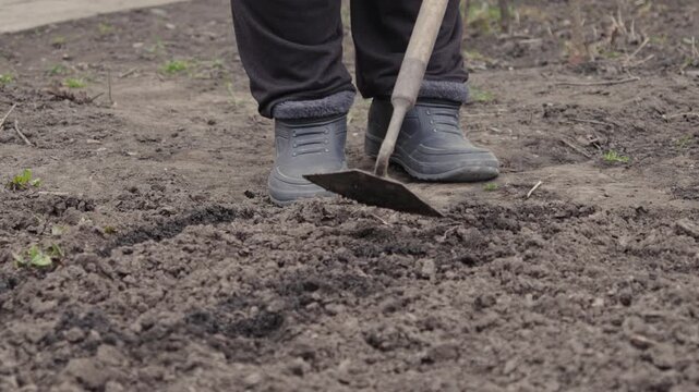 Person using a hand hoe to till garden soil for spring planting, focusing on manual agricultural labor, sustainable food cultivation, and the preparation of land for future crops