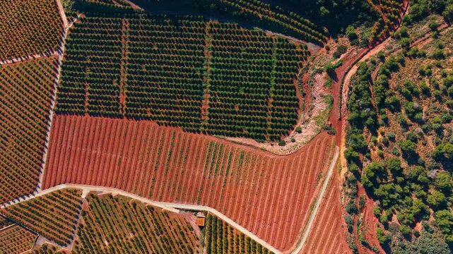 Orange grove rows on red soil. Overhead nadir perspective showing organized rows of citrus trees on terracotta earth with a rural road and forest edge.