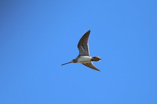 common snipe