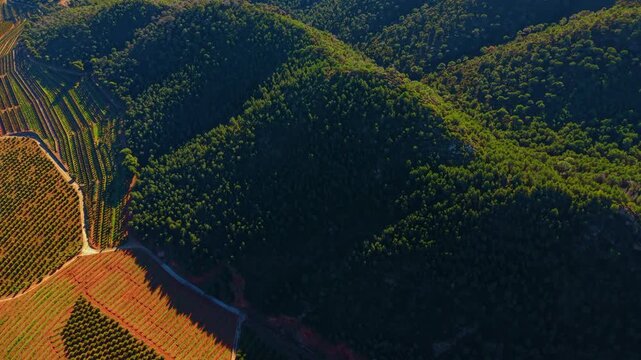 Top down view of dense forest meeting orange grove. High angle perspective of green pine forest bordering organized agricultural citrus orchards on red soil.