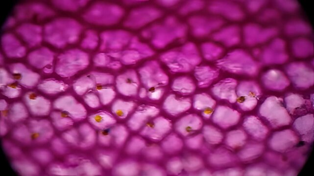 Microscopic View of Plant Cells Undergoing Staining Process.