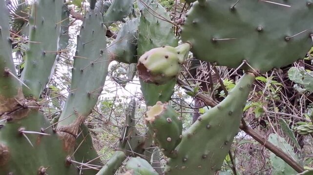 Prickly pear cactus growing naturally in arid landscape, showcasing spiny pads, resilience, and desert beauty.