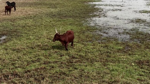 Drone view of sacrificial cattle grazing in dry countryside, April 25, 2026, Chad, N Djamena