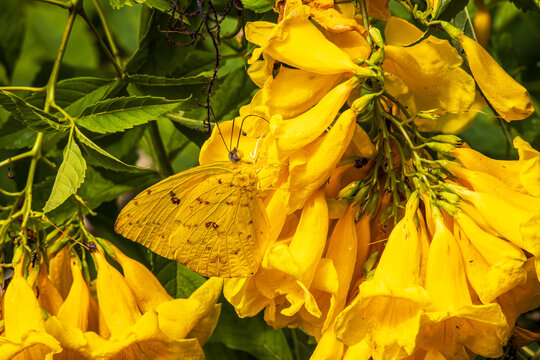 Yellow butterfly going around some yellow flowers, called Yellow Bells (Tecoma stans), to feed on them.