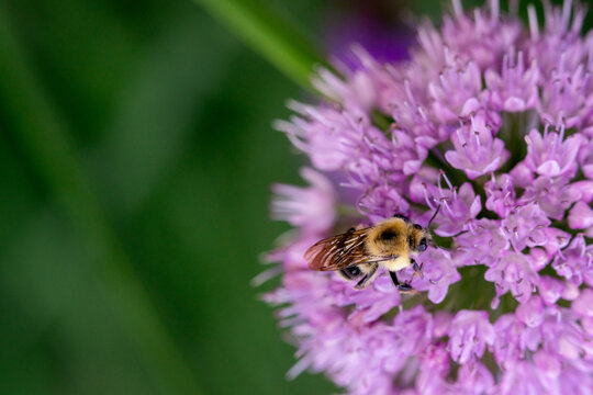 Bumblebee Foraging on Purple Ornamental Allium Bloom in Summer Garden