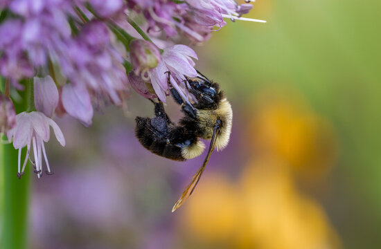 Bumblebee Clinging to Opening Allium Bloom with Yellow Bokeh Background