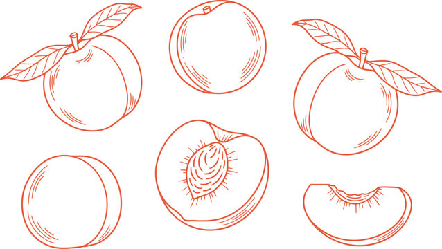 Peach fruit collection hand drawn line art illustrations for packaging labels and healthy eating concepts