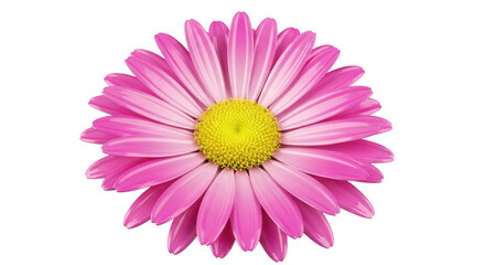 Fototapeta premium Vibrant pink zinnia flower with a bright yellow center