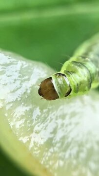 Extreme macro close up of a grape tortrix moth caterpillar