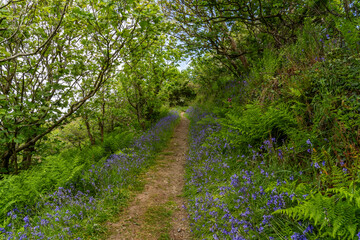 Fototapeta premium walkimg around Solva coastline and woods