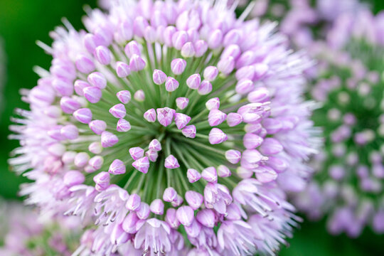 Close-Up of Purple Allium Flower Head Showing Floret Detail in Michigan Summer Garden