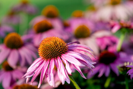 Purple Coneflower Garden with Multiple Echinacea Blooms in Summer
