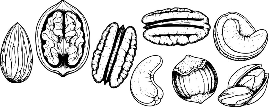 Hand-drawn collection of assorted nuts, including walnuts, pecans, cashews, almonds, and hazelnuts