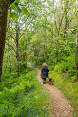 Fototapeta premium walkimg around Solva coastline and woods