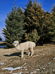 Fototapeta premium White alpaca standing on a grassy field with patches of snow in front of evergreen pine trees, rural farm animal photography for agricultural and nature-themed editorial content