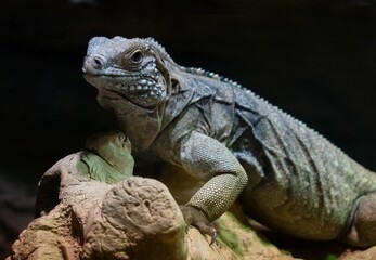 Fototapeta premium iguana on a tree