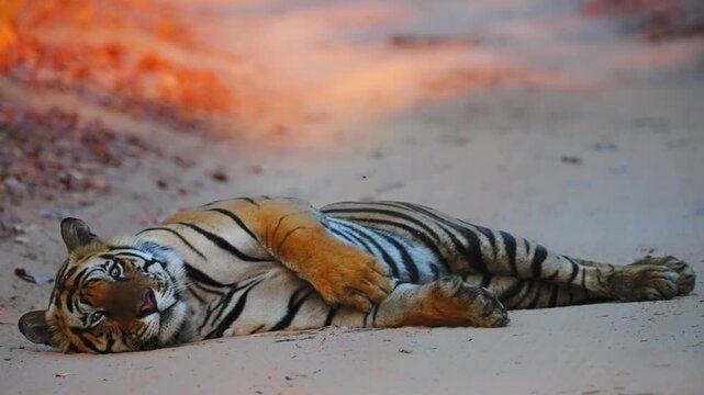 magnificent striped carnivore, solitary, powerful, endangered forest apex predator
