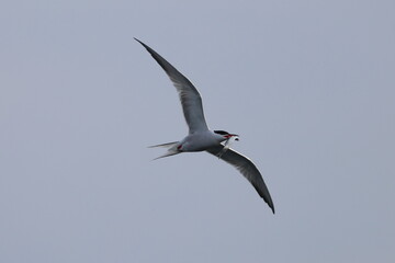 Obraz premium common tern
