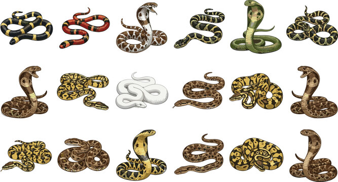 Realistic Snake Vector Collection Featuring Cobra Python Viper and Albino Species in Coiled and Attacking Poses for Wildlife Education and Graphic Design Projects