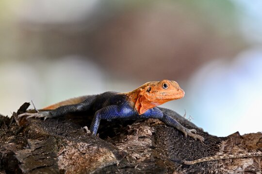 agama lizard on a palm