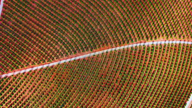 Curving path through geometric orange tree plantation. Aerial perspective of a winding road through symmetrical citrus orchard rows in Spain.