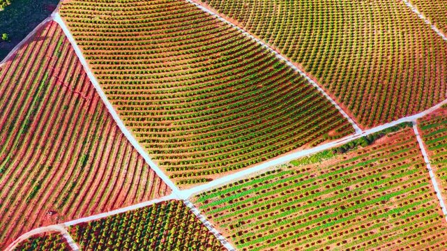 Orange tree plantation sectors. Aerial shot of citrus grove with curved and straight row patterns on red earth.