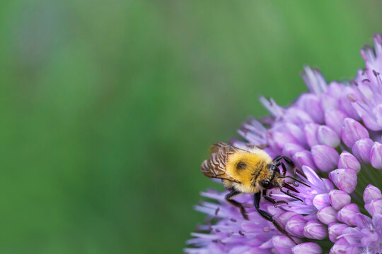 Bumblebee Pollinating Purple Allium Bloom in Michigan Summer Garden