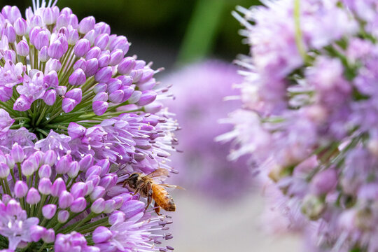 Honey Bee Among Multiple Purple Allium Blooms in Summer Garden

