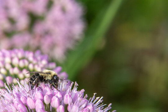 Bumblebee Pollinating on Purple Allium Bloom at Low Angle in Michigan Garden