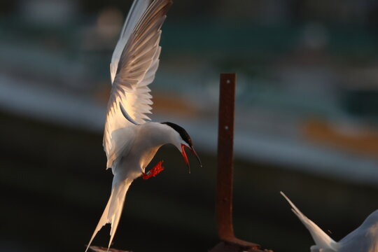common tern