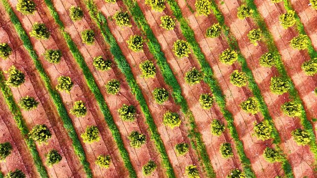 Diagonal pattern of citrus trees in agricultural plantation. Aerial perspective of orange trees planted in diagonal rows on reddish soil.