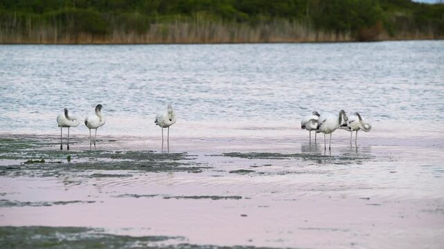 Group of Flamingos Preening Feathers in Lake at Sunset &ndash; Wildlife Nature
