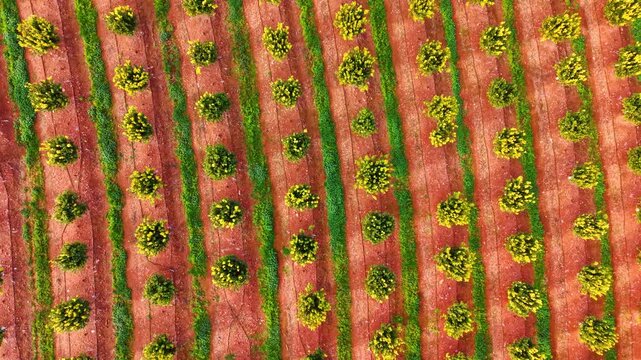 Orange trees on red agricultural soil. Top down shot of citrus tree rows highlighting green foliage and red earth.