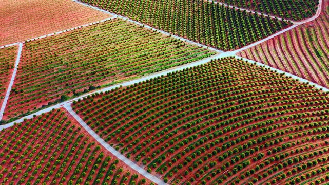 Aerial perspective of divided orange orchard sectors with roads. Citrus plantations with white paths dividing different tree plots.
