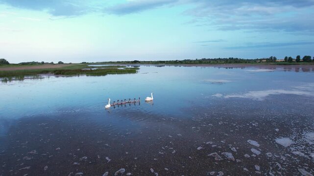Aerial view of a family of white swans with cygnets swimming across the calm surface of a wetland lake surrounded by green vegetation in Shabla, Dobrich Province, Bulgaria.