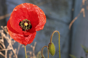 Flower of a red poppy in close-up. Remembrance poppy.